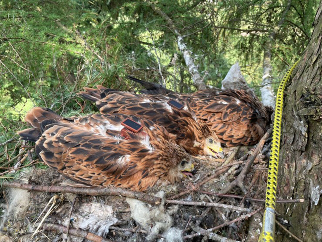 STICHTING LANDSCHAP OVERIJSSEL – ZENDERPROJECT RODE WOUW