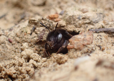 STICHTING LANDSCHAP ERFGOED UTRECHT – KWINTELOOIJEN, EEN BLIJVEND THUIS VOOR DE ZWARTE SACHEMBIJ